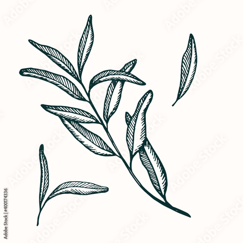 Green pomegranate leaves set, doodle black ink drawing, woodcut vector style