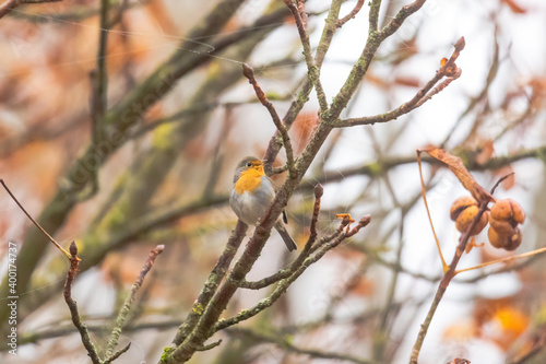 singing robin in autumn branches of chestnut tree