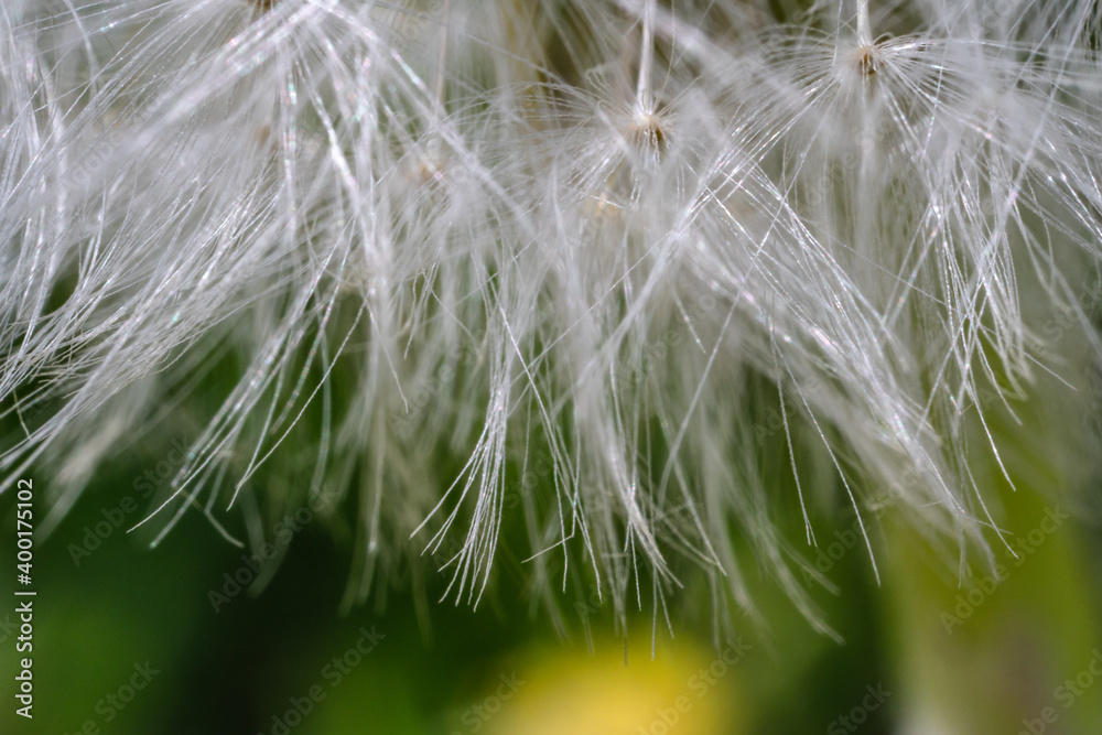 Fototapeta premium Macro di un Tarassaco comune