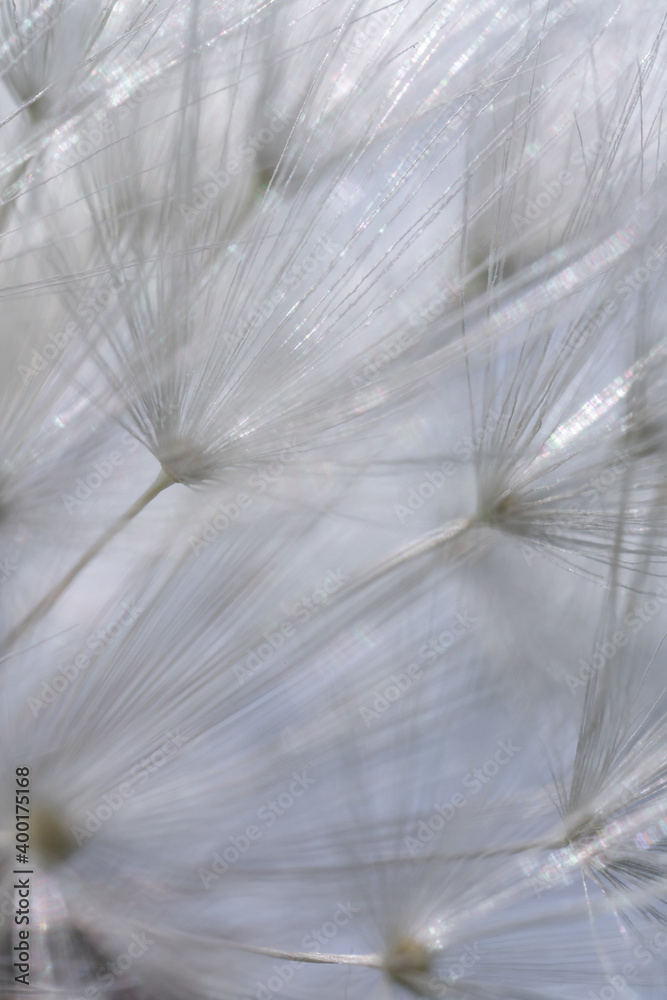 Obraz premium Macro di un Tarassaco comune
