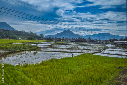 rice terraces in island