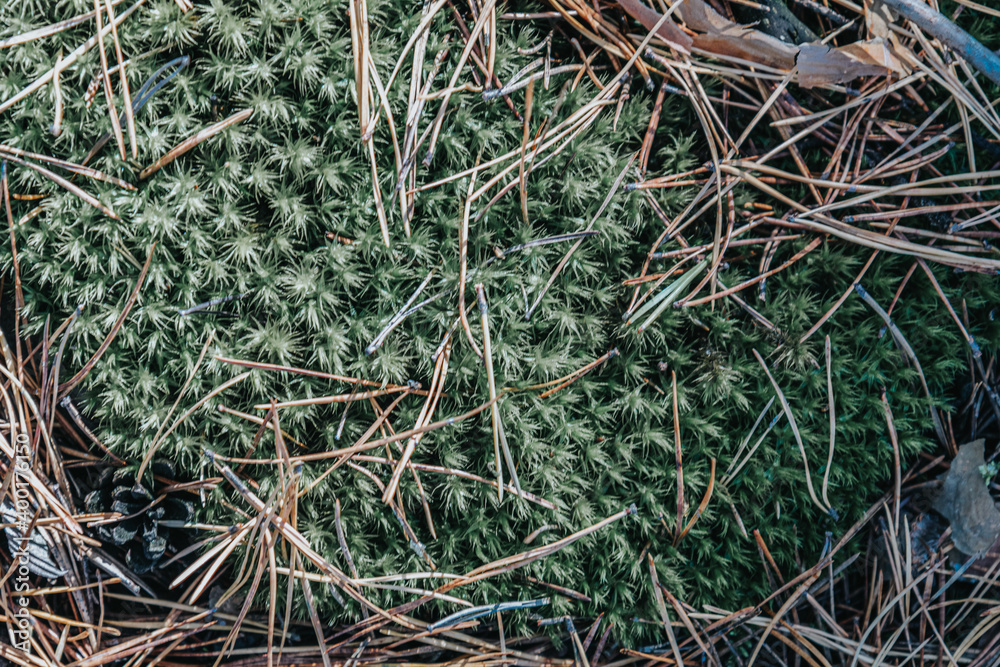 Green moss or mini decorative grass, top view