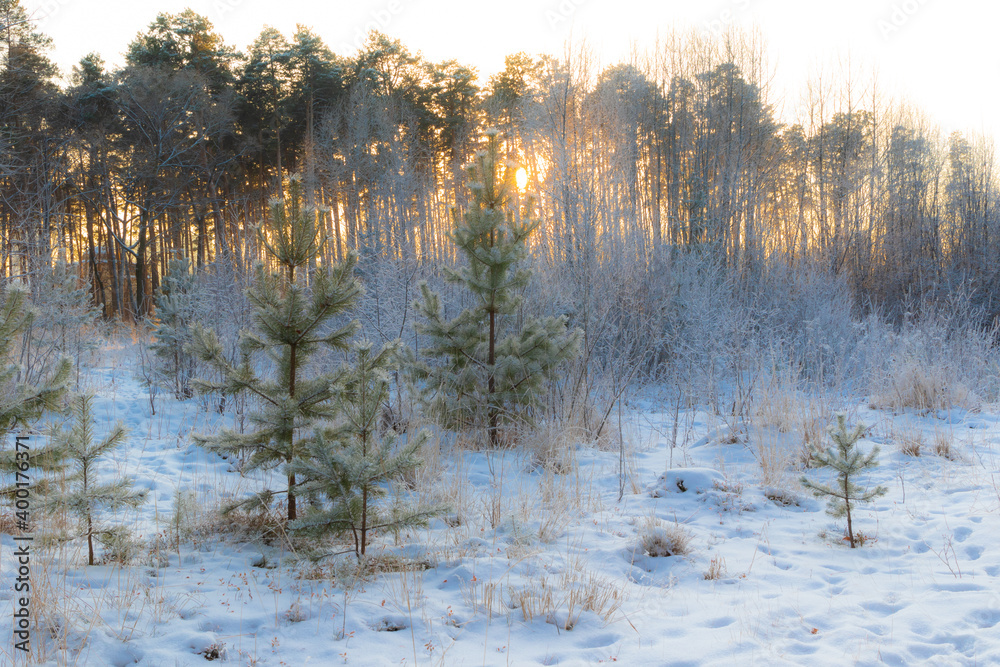 scenery. young green spruce trees covered with fluffy snow in a cold winter forest against the backdrop of pine trees and the setting sun. middle ural. Russia scenery. young green spruce trees covered with fluffy snow in a cold winter forest against the backdrop of pine trees and the setting sun. middle ural. Russia