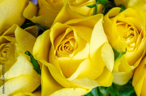 Close up view of a bouquet of yellow roses.