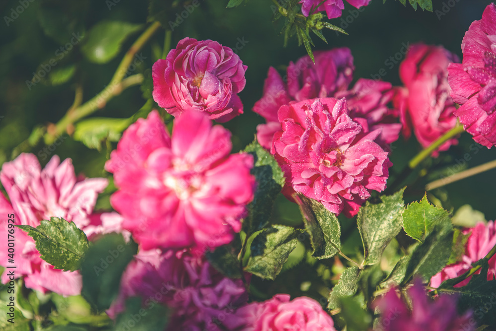 Beautiful many pink roses with water drops in autumn garden with amazing evening sunny light. Shallow depth of the field