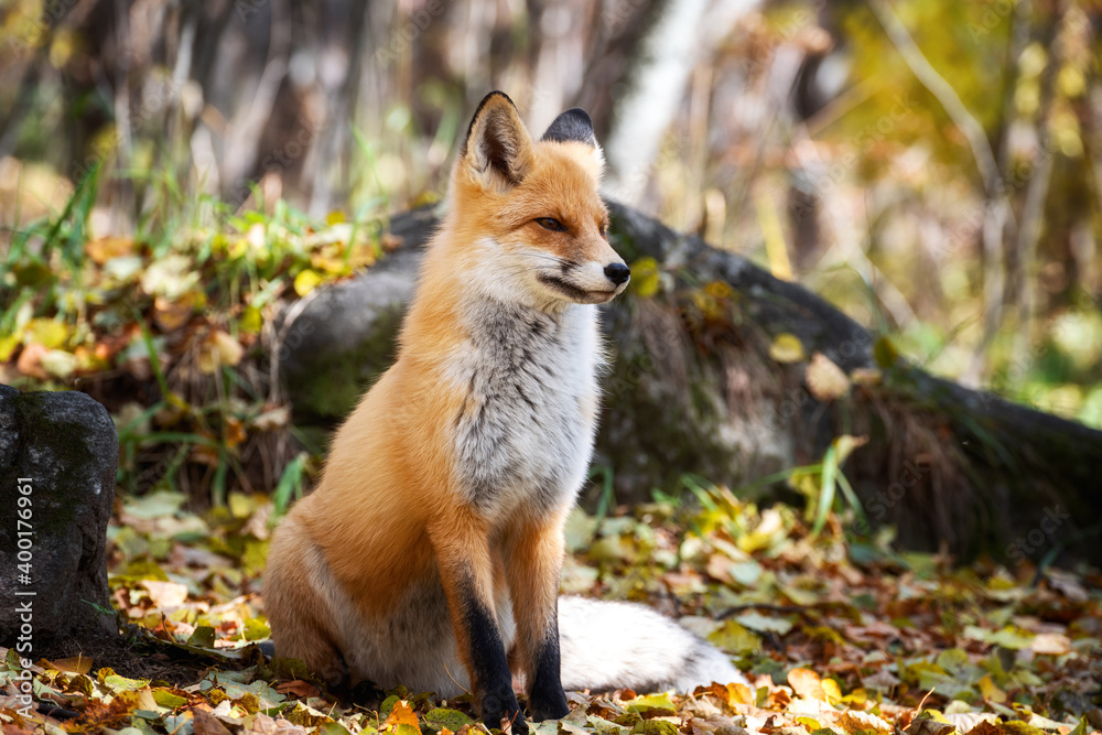 The fox is sitting in the autumn forest The fox is sitting in the autumn forest