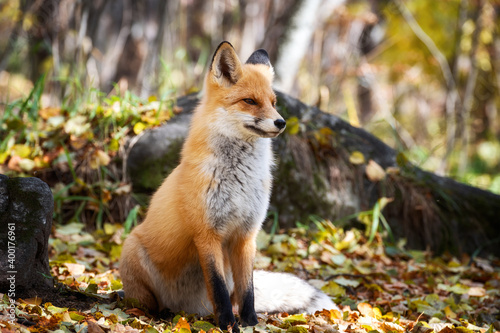 The fox is sitting in the autumn forest © filin174