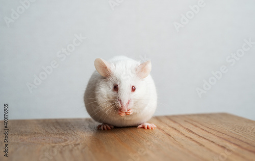 White rat sits on a wooden table