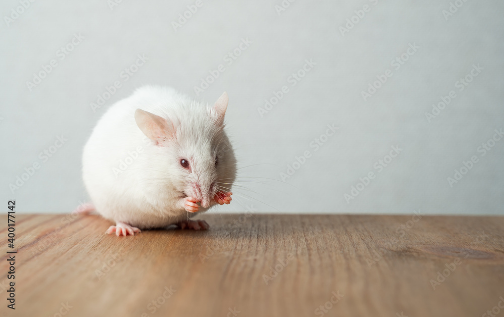 Little white rat sits on a wooden table Little white rat sits on a wooden table