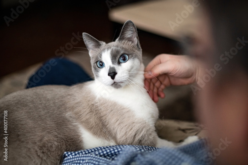 Cat and man, portrait of a happy cat with blue eyes, lying on the owner. A man who loves cats stroking his pet with his hand.