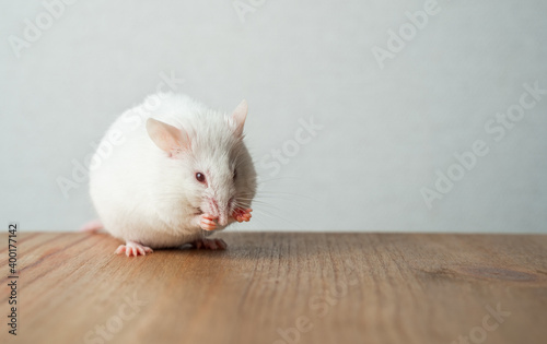 Little white rat sits on a wooden table