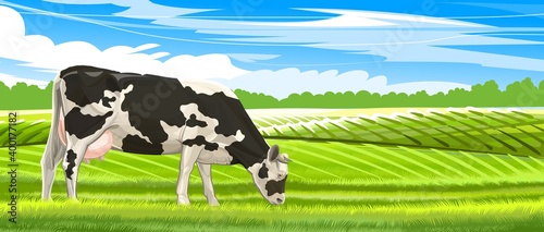 A cow is grazing in a pasture.  landscape. Black and white breed. Meadow grass. Rural rustic view. In the distance, hills, farmlands, and the sky. Cool summer morning. Vector