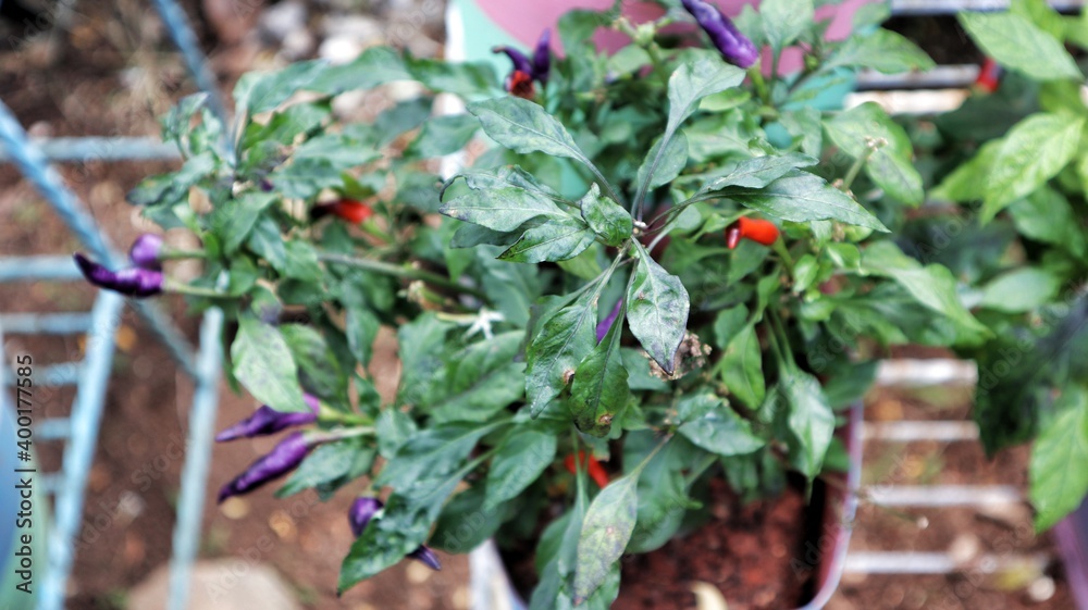 purple chilli plant