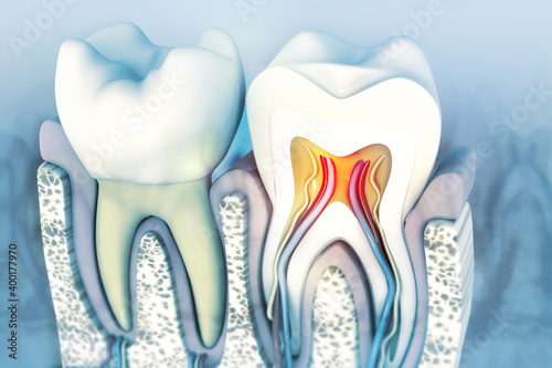 Photography Human tooth cross section.3d illustration