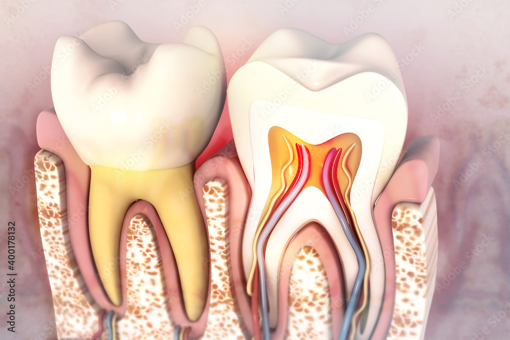 Human tooth cross section.3d illustration Human tooth cross section.3d illustration