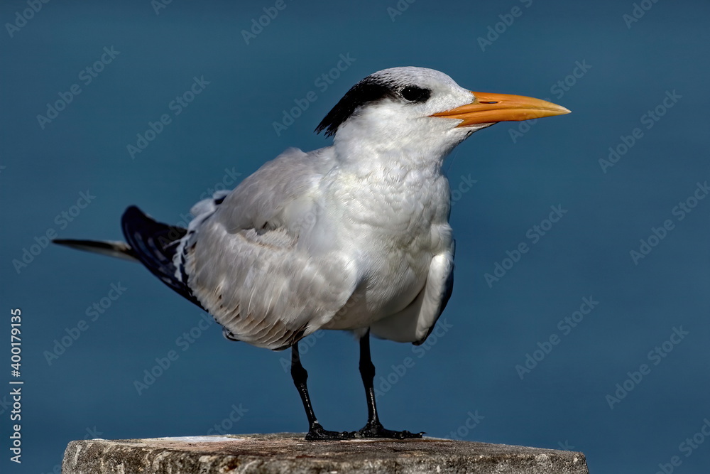 Close up portrait of Royal tern resting. Thalasseus maximus. Close up portrait of Royal tern resting. Thalasseus maximus.