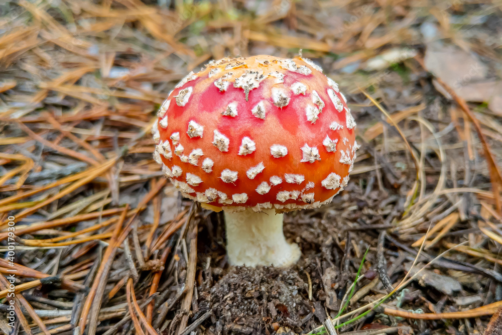 Nice view of a small young amanita in the forest. Nice view of a small young amanita in the forest.
