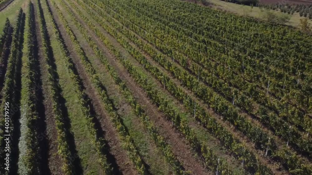 vineyard vineyard