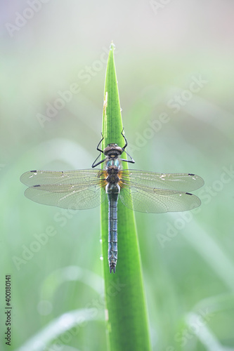 Cordulia aenea, known as the downy emerald, a dragonfly from Finland