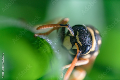 Macro di una vespa