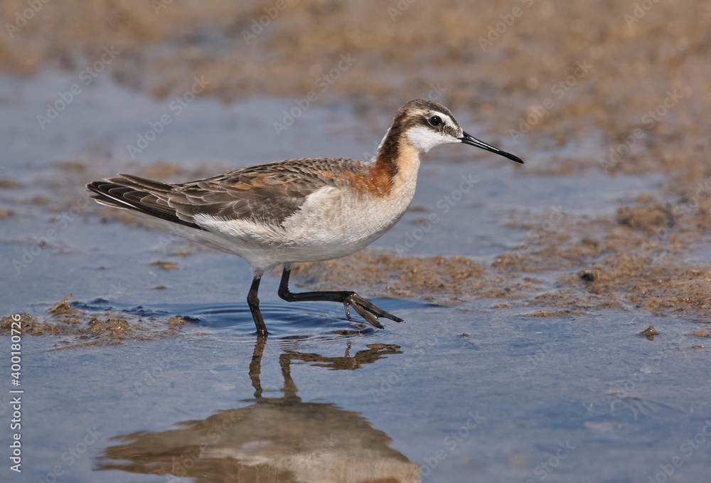 Wilson's Phalarope, Steganopus tricolor Wilson's Phalarope, Steganopus tricolor