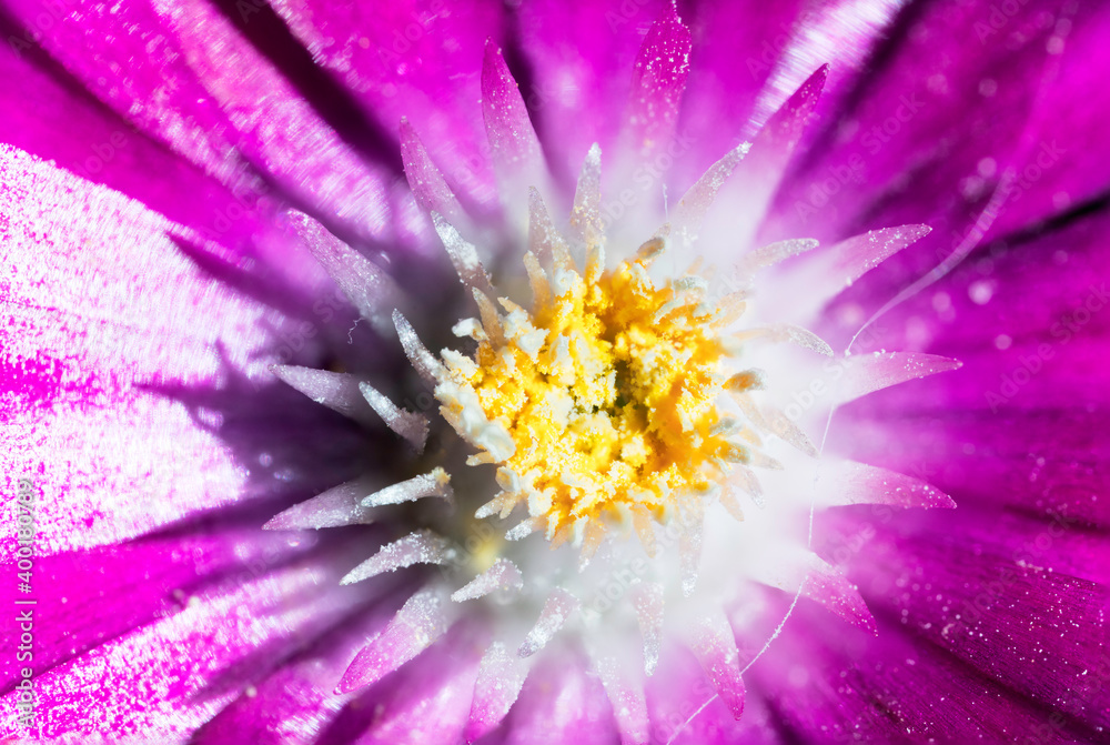 Dettagli di un fiore viola