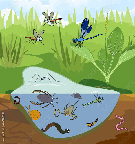 Ecosystem of pond. Insects and other invertebrates animals in their natural habitat. Schema of pond structure