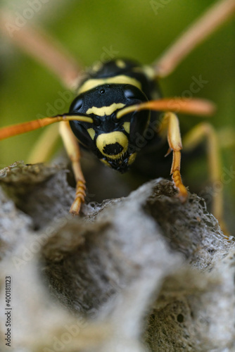 Macro di una vespa su di un alveare © matteofabbri