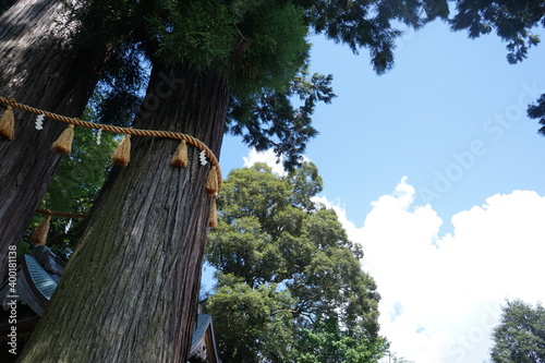 Sacred cedar tree at Hiejinja Shrine in Shizuoka prefecture, Japan - 日枝神社の御神木 静岡県 伊豆市 修善寺	 photo