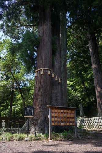 Sacred cedar tree at Hiejinja Shrine in Shizuoka prefecture, Japan - 日枝神社の御神木 静岡県 伊豆市 修善寺	 photo