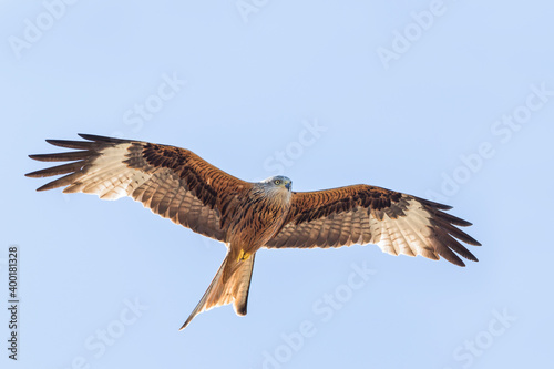 Red Kite - Rotmilan - Milvus milvus, France (Corsica), adult © AGAMI