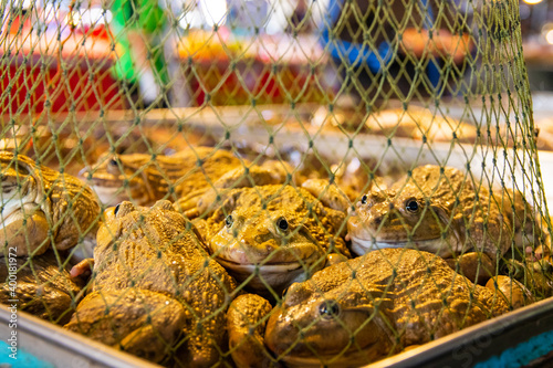Frogs selling to eat from a market in Thailand Asia