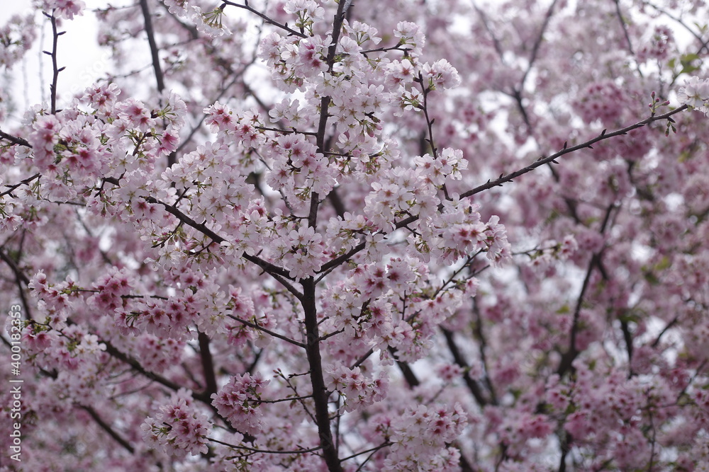 Sakura cherry blossom at Tianyuan temple, Taipei, Taiwan Sakura cherry blossom at Tianyuan temple, Taipei, Taiwan