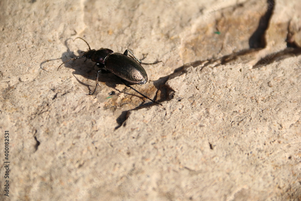 insect, beetle, bug, macro, nature, animal, black, ant, close-up, fauna, antenna, sand, closeup, small, pest, fly, wildlife, green, close, close up, brown, detail, invertebrate, arthropod insect, beetle, bug, macro, nature, animal, black, ant, close-up, fauna, antenna, sand, closeup, small, pest, fly, wildlife, green, close, close up, brown, detail, invertebrate, arthropod