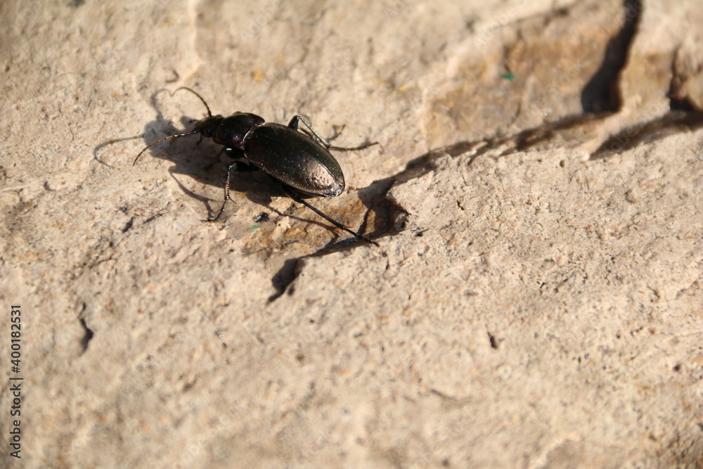 insect, beetle, bug, macro, nature, animal, black, ant, close-up, fauna, antenna, sand, closeup, small, pest, fly, wildlife, green, close, close up, brown, detail, invertebrate, arthropod