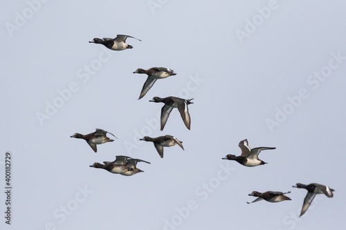 Tufted Duck - Reiherente - Aythya fuligula, Germany (Niedersachsen), flock © AGAMI