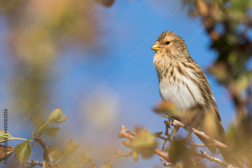 Twite - Berghänfling - Carduelis flavirostris ssp. flavirostris, Germany (Niedersachsen), adult, male Twite - Berghänfling - Carduelis flavirostris ssp. flavirostris, Germany (Niedersachsen), adult, male