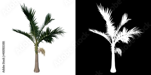 Front view tree ( Young Alexander palm Tree Palm 3) white background alpha png 3D Rendering 3D Ilustracion  photo