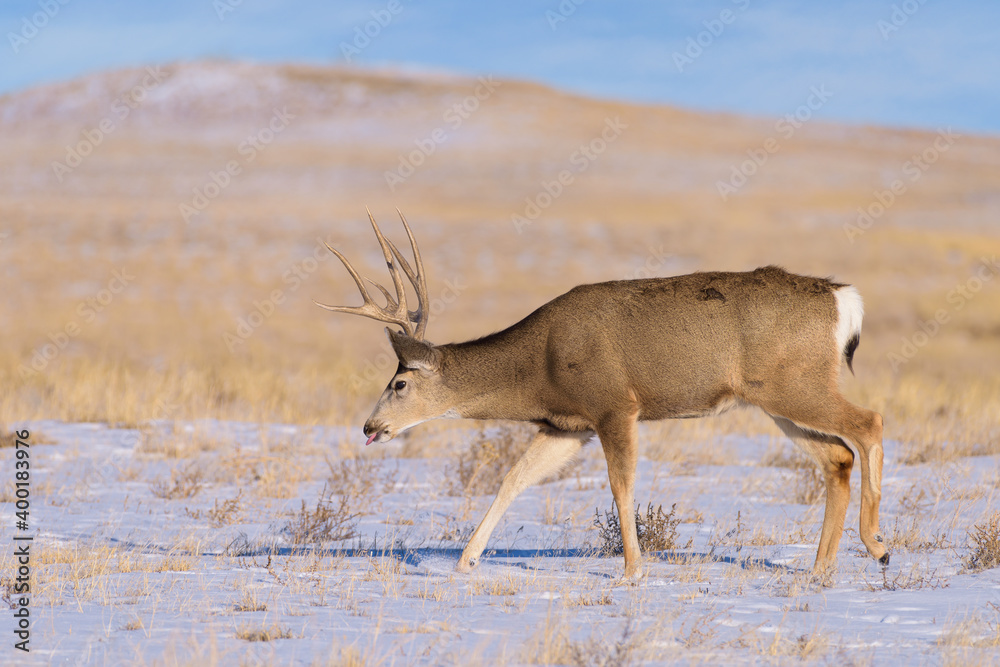 Naklejka premium Mule deer buck. Colorado Wildlife. Wild Deer on the High Plains of Colorado. Mule deer buck in a snow covered field.
