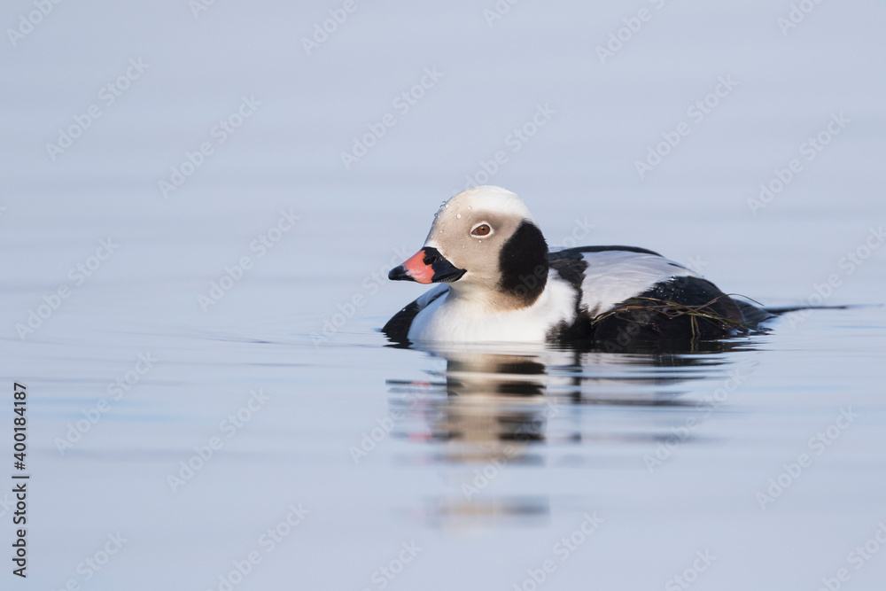 Long-tailed Duck - Eisente - Clangula hyemalis, Germany (Mecklenburg-Vorpommern), adult, male