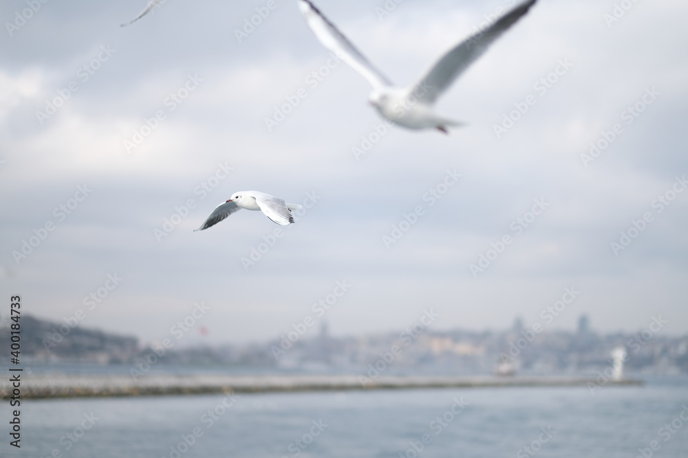 a ferry ride in Istanbul, a flight of seagulls
