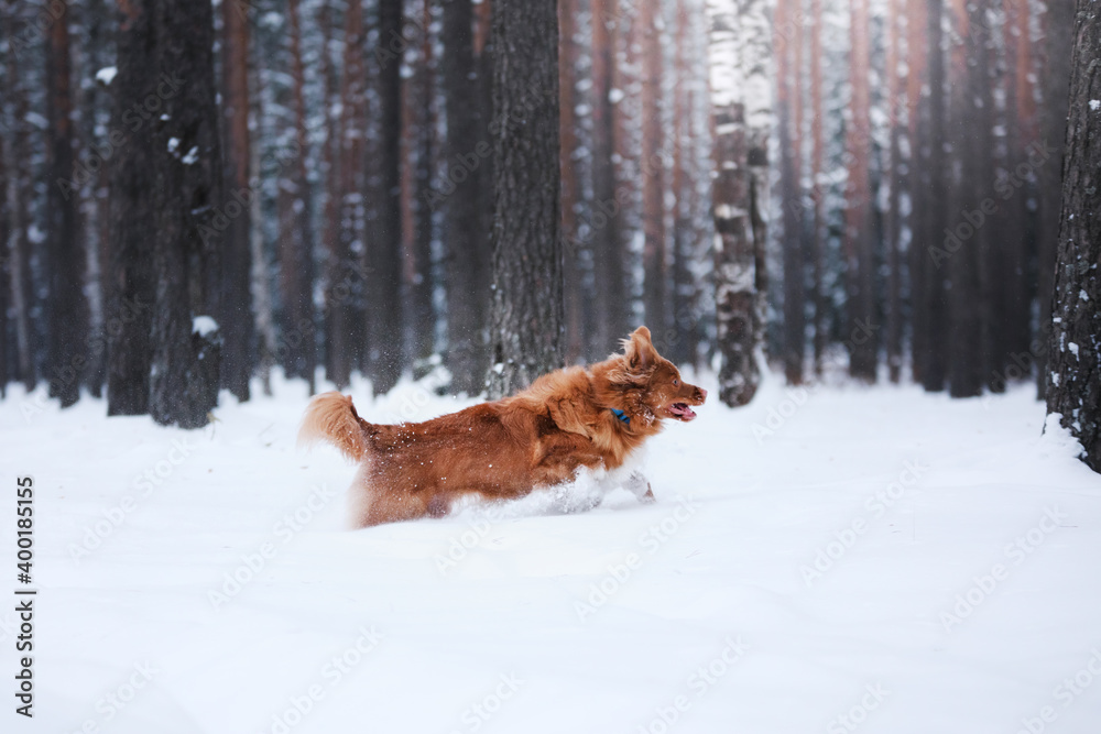dog in a snowy forest. Pet in the winter in nature. Nova Scotia Duck Tolling Retriever outside