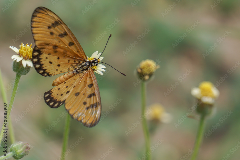 Fototapeta premium Butterfly on yellow flower.