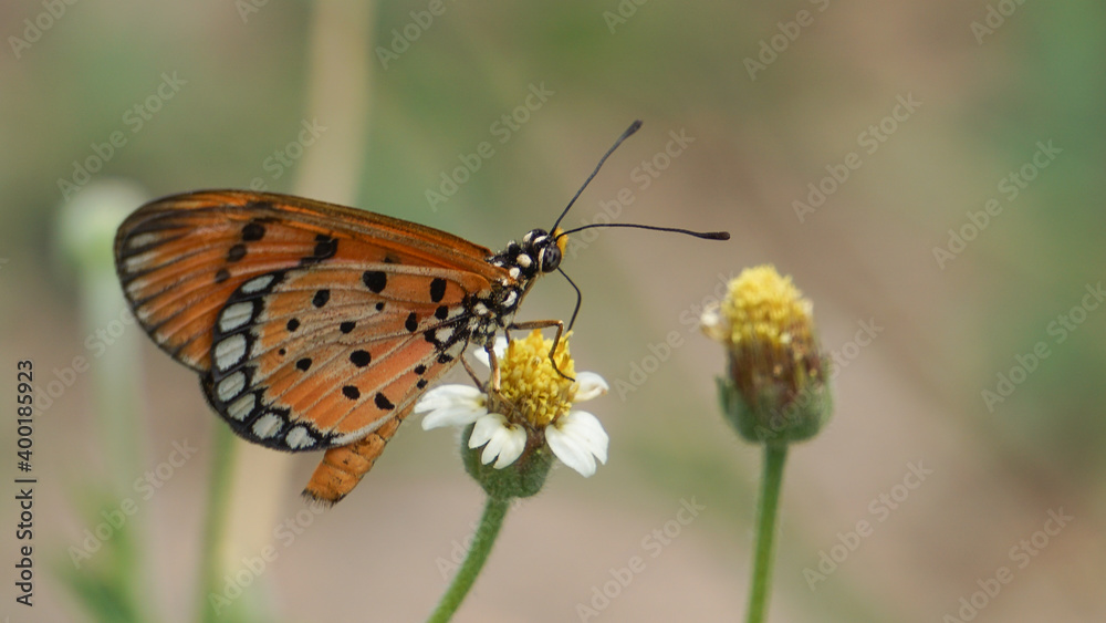 Obraz premium butterfly