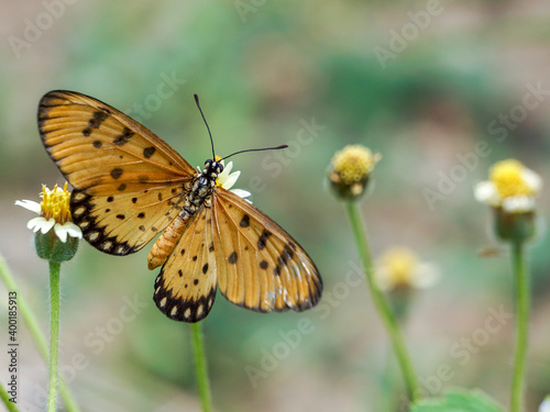 Butterfly on yellow flower. © Wisarut