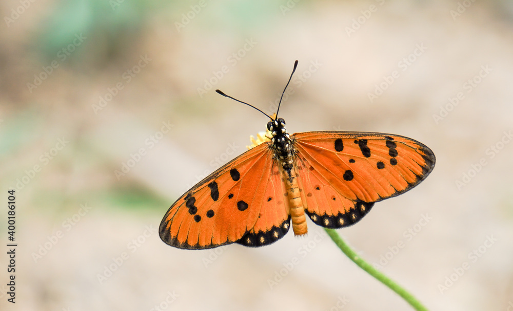 Fototapeta premium butterfly