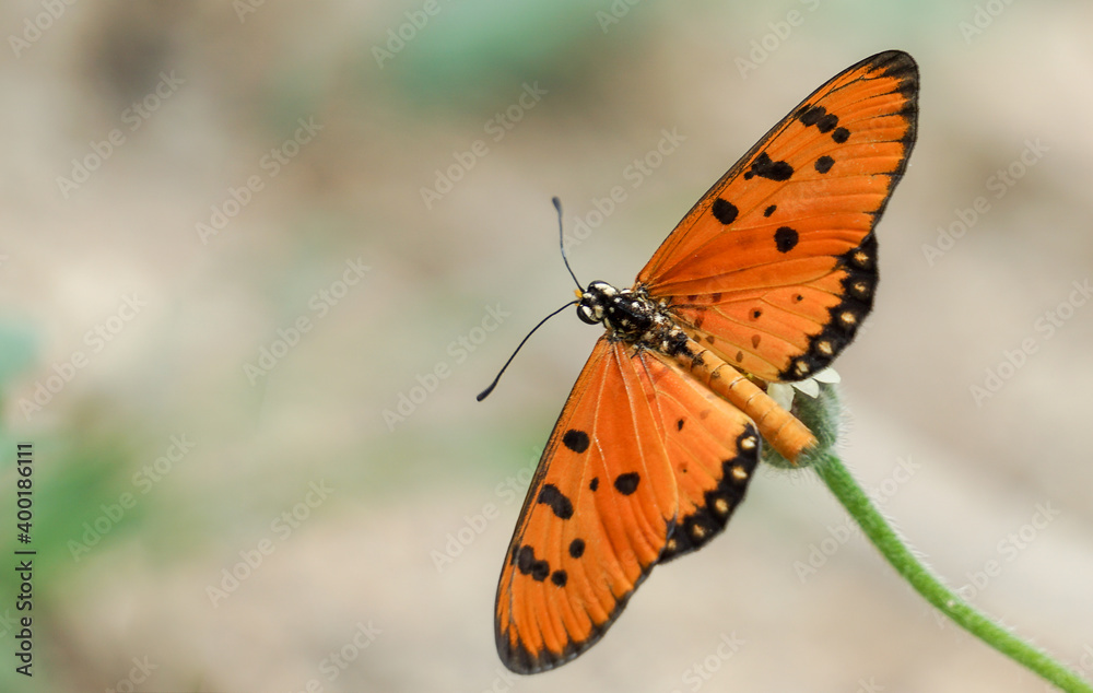 butterfly butterfly