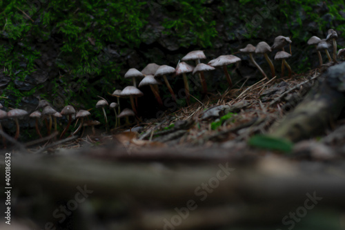 mushrooms in the undergrowth in winter photo