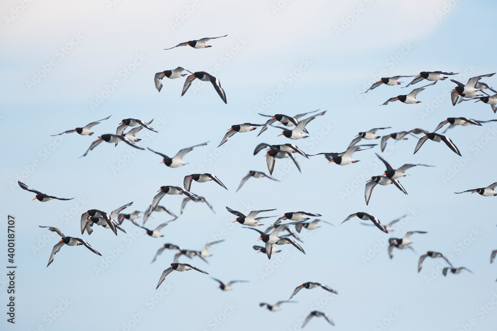 Fototapeta premium Oystercatcher - Austernfischer - Haematopus ostralegus ostralegus, Germany (Schleswig Holstein)