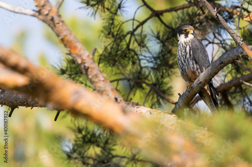 Eurasian Hobby - Baumfalke - Falco subbuteo ssp. subbuteo, Russia (Baikal), adult © AGAMI